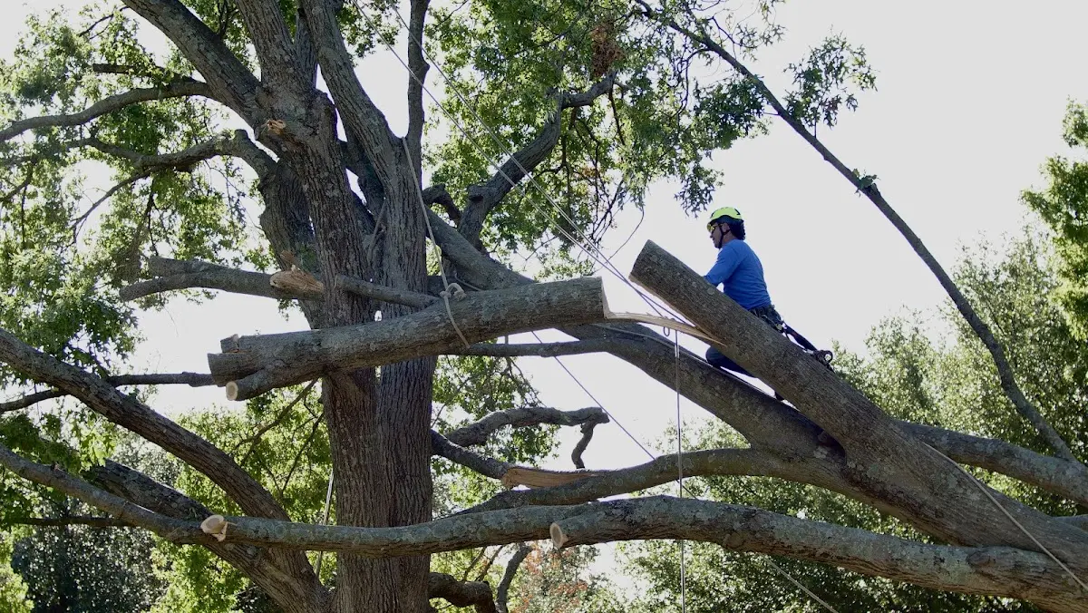 Professional Hazardous Tree Removal performed by certified arborists in Mount Zion
